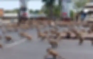 Ngeri! Ribuan Monyet Menggila di Kota Lopburi Bak Film 'Planet of The Apes', Buat Warga Terpenjara dalam Rumah hingga Polisi Kualahan dengan Kebrutalannya