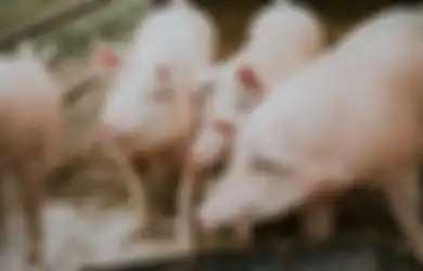 Pandemi Covid-19 Belum Usai, Muncul Virus G4 Sejenis Flu Babi Baru di China!