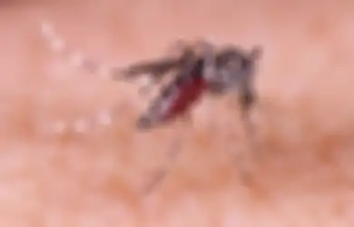 Aedes aegepti Bukan Penyebab Demam Berdarah? Ini Dia 4 Jenis Virus Penyebabnya!