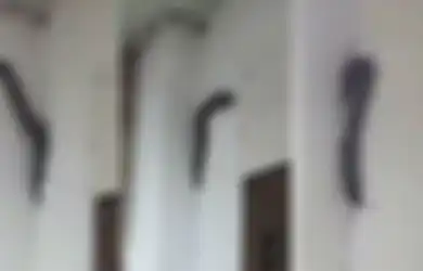 Ngeri-ngeri Sedap, Hewan Raksasa yang Disebut-sebut Binatang Purba Ini Tertangkap Kamera Merayap Gedung Kantor Hingga Gegerkan Warga, Netizen: Kaya Siluman!