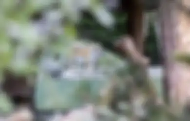 Mengerikan, Seekor Harimau di Kebun Binatang Ini dengan Santainya Memangsa Petugas yang Bertugas, Siapa Sangka, Aksi Sang Predator Terjadi Persis di Depan Mata Para Pengunjung