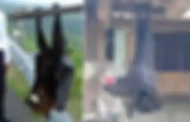 Pernah Viral Foto Kelelawar Seukuran Manusia, Ternyata Emang Beneran Ada Di Dunia Nyata