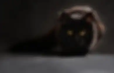 Selundupin Narkoba ke Penjara, Kucing Ini Berulah dan Ditangkap Polisi