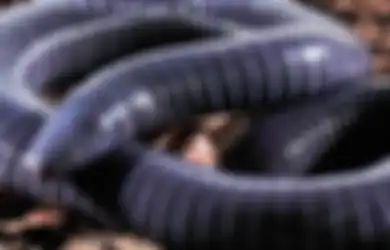 Ngeri! Ini Dia Penampakan Amfibi Pertama yang Berbisa Seperti Ular