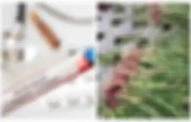 Melas! 3 Bulan Tak Dapat Penghsasilan hingga Pengen Pulang Kampung, Pria Ini Nekat Curi 10 Karung Bawang untuk Biaya Rapid Test
