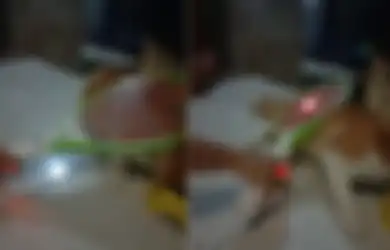 Viral Video Bunuh Kutu di Tubuh Kucing Pake Raket Listrik, Begini Penjelasan Dokter Hewan