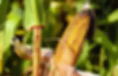 Jawaban Tulislah Ide Pokok dan Informasi Penting dari Teks Berjudul Bagaimana Jagung Berkembang Biak