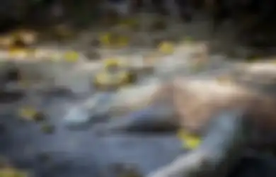 Heboh! Warga Temukan Mayat Bayi sedang Dimakan Biawak di Aliran Sungai, Kapolsek Ciawigebang: Kondisi Kaki Kiri Hilang Satu