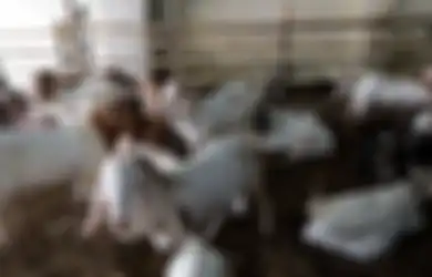 Apes! Sudah Bilang-bilang Mau Kurban 10 Kambing, Seorang Pria di Cianjur Harus Gigit Jari, Kini Tanggung Malu Tak Jadi Berkurban Gara-gara Ini