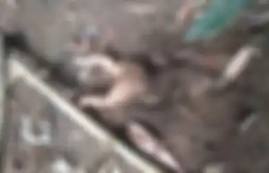 Bikin Geger, Tak Pedulikan Nasib Darah Dagingnya Sendiri, Ini Pengakuan Wanita yang Bayinya Diseret oleh Anjing di Hutan Cibungur Tasikmalaya