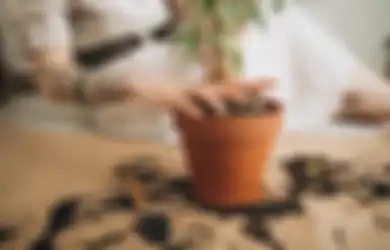 Jangan Kaget, Ternyata Sisa Rambut Rontok bisa Bermanfaat untuk Tanaman Hias!