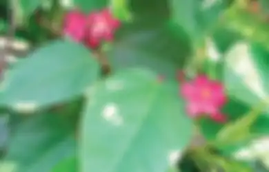 Mulai dari Lili Air Mancur hingga Kucai Jepang Miliki Cara Rawat yang Beda, Ketahui di Sini
