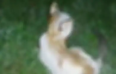 Viral Video Anak Kucing Dibakar Hidup-hidup, Ada Hadiah Uang Puluhan Juta Buat yang Berhasil Temukan Pelaku