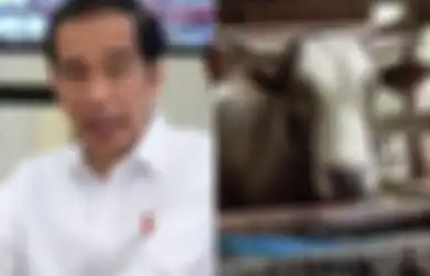 Dijual dengan Harga Fantastis ke Presiden Jokowi, Sapi 'Puang Tedong' Diberi Fasilitas Ini oleh Pemiliknya, Rahman Takka: Kesayangan Saya Dibeli Orang Penting
