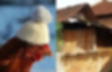 Tutup Jalan Rumah Tetangganya Sebelahnya Sendiri, Pria di Ponorogo Ini Ternyata Emosi Bertahun-tahun Cuma Gara-gara Kotoran Ayam, Sang Tetangga Sampai Harus Manjat Kursi untuk Masuk ke Rumahnya Sendiri