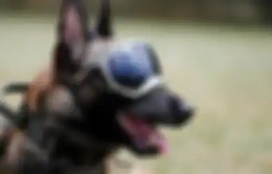 Tingkat Akurasi Tinggi, Anjing yang Bisa Mendeteksi Virus COVID-19 Akan Ditempatkan di Bandara!