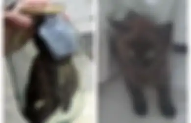 Nuraninya Udah Mati, Pria Ini Tega Siksa Anak Kucing dalam Toples hingga Kehabisan Nafas, Pelaku Saat Ditangkap: Mengapa Harus Ribut, Itu Permainan Biasa