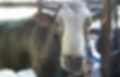 Siap Dikorbankan, Sapi-sapi Jokowi Dapat Pelayanan Kelas Eksklusif Berderajat Tinggi Sebelum Idul Adha, Makan Sehari Rp 120 Ribu Sampai Tidur di Alas Karpet Seharga Rp 2 Juta