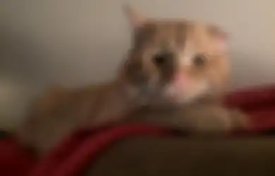  Buat Geleng-geleng Para Sipir, Kucing Ini Dijadikan Pengedar untuk Selundupkan Narkoba ke Penjara, Begini Akhir Nasib Hewan Menggemaskan Tersebut 