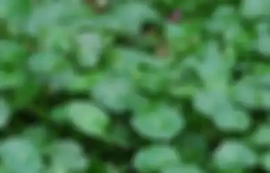 Menurut Pakar dari IPB, Tiga Tanaman Ini Jadi Formula Obat Herbal Antihipertensi