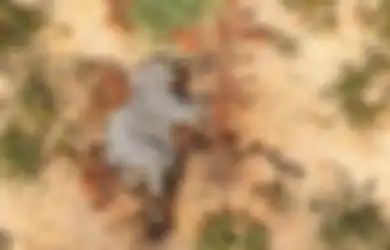 Tahun 2020 Makin Mengerikan, Tak Ada Angin Tak Ada Hujan, 300 Gajah Afrika Tiba-tiba Ditemukan Mati Secara Misterius, Racun dari Alam Ini Diduga Jadi Pelaku Utamanya