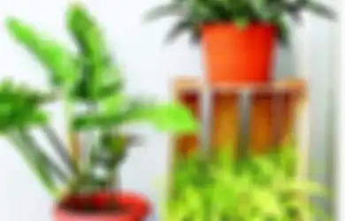 Tanaman Hias Daun Paling Banyak Dicari dari Masa ke Masa, Yuk Kenali!