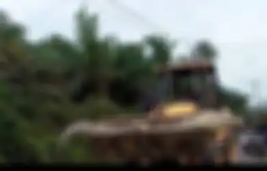 Buaya Raksasa Berusia 112 Tahun di Bangka Sampai Digotong Pakai Buldozer, Pawang Buaya Lakukan Ritual Khusus Kuburkan Sang Predator, Sekdes Kayu Besi Singgung Menyalahi Kodrat