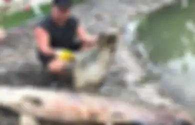 Mengerikan, Ikan Purba Sebesar Manusia Ini Ditemukan Mati dalam Kondisi Hamil, Lilitan Sampah Plastik Jadi Malaikat Pencabut Nyawa Sang Predator Langka