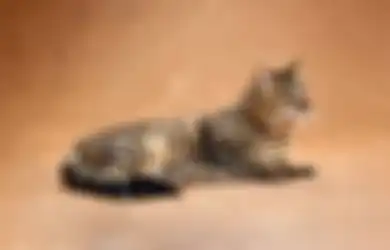 Ketawa Sambil Rekam Pakai Kamera, Komplotan Remaja Ini Sengaja Lepas Anjing Pemburu untuk Siksa Kucing Peliharaan hingga Tewas, si Pemilik Naik Pitam Ancam Para Pelaku Bakal Dipolisikan