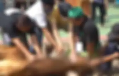 Disorot Negatif, Media Australia Sebut Penyembelihan Sapi di Aceh Tidak Manusiawi, Majelis Permusyawaratan Ulama: Datanglah, Melihat, Baru Berkomentar