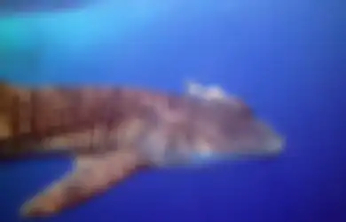 Diburu Habis-habisan Demi Akhiri Pandemi, Ratusan Hiu Terancam Punah Usai Dikembangkannya Vaksin Berbahan Hati Predator Ini, Ahli KonservAsi Laut Beri Peringatan