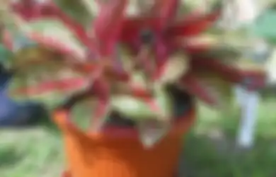 Ketahui Asal Muasal Tanaman Aglaonema, Tanaman yang Selalu Naik Daun!