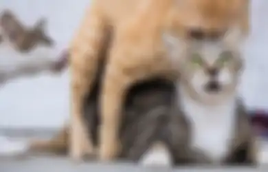 Ternyata Ini Alasan Kucing Suka Berisik Kalo Lagi Kawin, Satu Jam Bisa Main 10 Kali