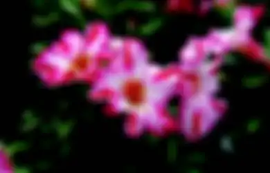 Ingin Taman Berhias Bunga Aneka Warna? Ini 5 Pilihan Utamanya!