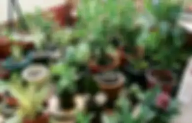 Cara Membuat Taman di Lahan Terbatas, Cukup Memadukan Kumpulan Tanaman di Dalam Pot!