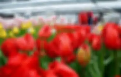 Pecinta Bunga, Begini Cara Menikmati Tulip Mekar di Keukenhof Saat Pandemi