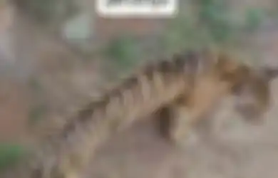 Dikurung Dengan Kondisi Perutnya Nampak Kempis, Video Viral Harimau 'Ceking' di Maharani Zoo Lamongan Bikin Miris Netizen, Begini Penjelasan Pihak Kebun Binatang