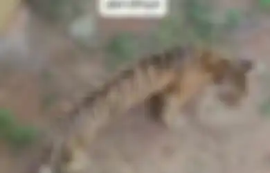 Tertangkap Kamera Video Hingga Bikin Gempar, Ternyata Harimau Kurus Ini Malah Simpan Fakta yang Tak Terduga, Begini Penjelasannya