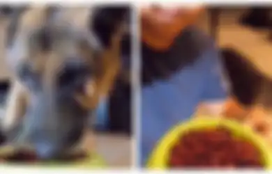 Demi Konten! Anjing Ini Nangis Dipaksa Pemiliknya Ikutan Challenge Makan Pedes