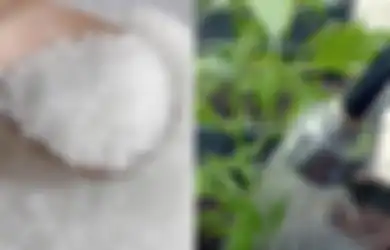 Rugi Kalau Engga Coba, Campurkan Micin Saat Menyiram Tanaman di Rumah, Hasilnya Wow!