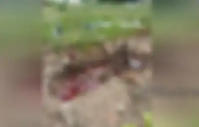 Digenangi Cairan Merah Bak Darah Segar, Makam Viral yang Sempat Bikin Heboh Warga Buat Polisi Turun Tangan: Informasinya Belum Jelas, Masih Kami Investigasi