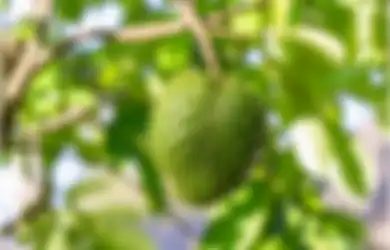 Di Balik Rasanya yang Manis, Siapa Sangka Buah Ini Ternyata Punya Manfaatnya yang Luar Biasanya, Salah Satunya Bisa Membunuh Sel Kanker Payudara