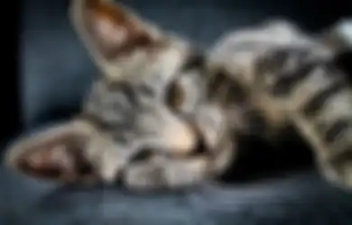  Babak Akhir Kasus Teror 'Jagal Kucing', Pelaku Wanita yang Usianya Hampir Berkepala 6 Bebas dari Jerat Hukum, Ketua RT: Ketahuan Lagi Membunuh Ditahan Saja Deh!