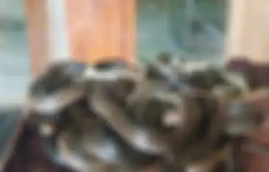 Tafsir Mimpi: 10 Artis Mimpi Ular, Begini Kejadian yang Bakal Menerpa Kamu Lewat Mimpi Digigit hingga Membunuh Ular