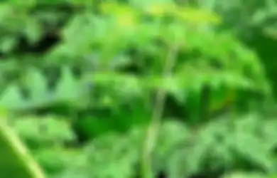 Tak Banyak yang Tahu, Daun Kari Ternyata Ampuh untuk Mencegah Kanker Payudara