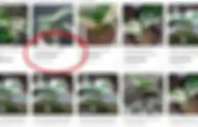 Waspada Jadi Incaran Maling Layaknya Aglaonema, Tanaman Janda Bolong Kini Sentuh Harga Rp 100 Juta Per Pohon, Dulu Hanya Tanaman Liar, Pedagang Bongkar Budaya Latah yang Buat Mahal