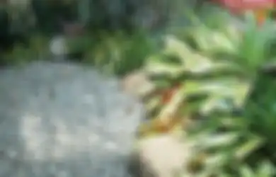 Tidak Mau Repot Menyiram Tiap Hari? Pilih Tanaman yang Mudah Perawatannya, Seperti yang Satu Ini