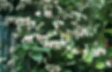 Mencari Tahu Tanaman Rambat yang Bisa Dijadikan Pemanis Otdoormu, Mulai dari Nona Makan Sirih, Cari Tahu yang Lain!