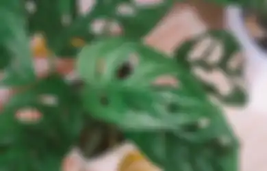Janda Bolong sedang Naik Daun, Ketahui Ini sebelum Menanamnya