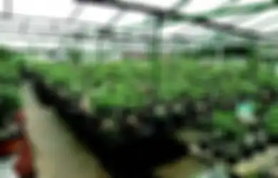 Berkebun untuk Hobi sekaligus Bisnis Salon Adenium, Apa Modalnya?